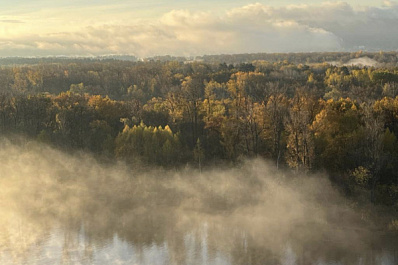 Иностранные ученые: деревья стали хуже поглощать углекислый газ