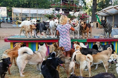 В Тольятти приюту "Добрый дом" разрешили остаться на прежнем месте на 5 лет