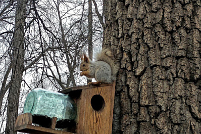 Сотрудники Самарского зоопарка показали, как белки готовятся к зиме