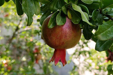 Диетолог рассказал о полезных и не очень свойствах граната