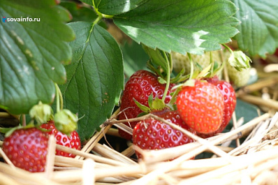 Несмотря на майские заморозки: в Сызранском районе удалось отстоять урожай ягод