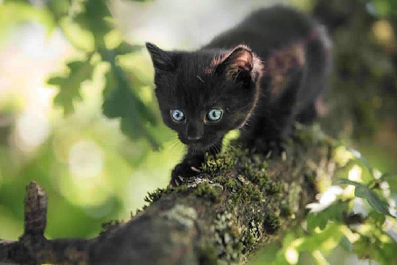 День черной кошки. Утро Губернии