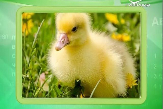 Календарь губернии 10.06.2016