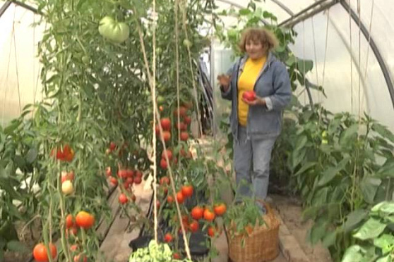 Дачные советы 31.07.2014