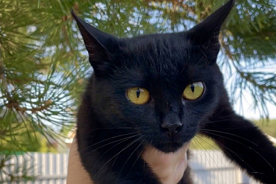 Екатеринбургский волонтер снял кота с вершины 20-метровой сосны