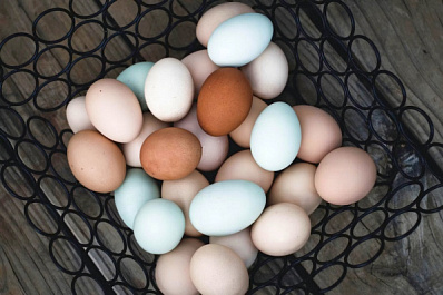В ПФО увеличат производство яиц и куриного мяса 