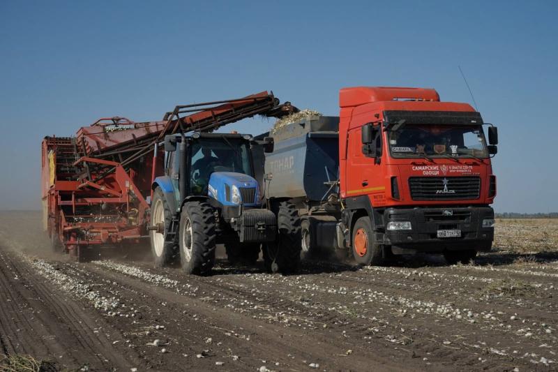 Время собирать: в Самарской области продолжается уборка овощей