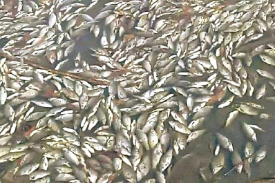 Названа возможная причина гибели рыбы на Сухой Самарке