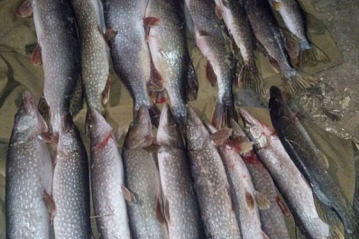 По-щучьему велению: самарец выловил почти два десятка хищных рыб 