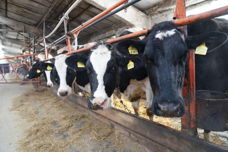 Наука на службе аграриев: в Самарской области запущена новая система поддержки сельхозпредприятий с помощью научных проектов