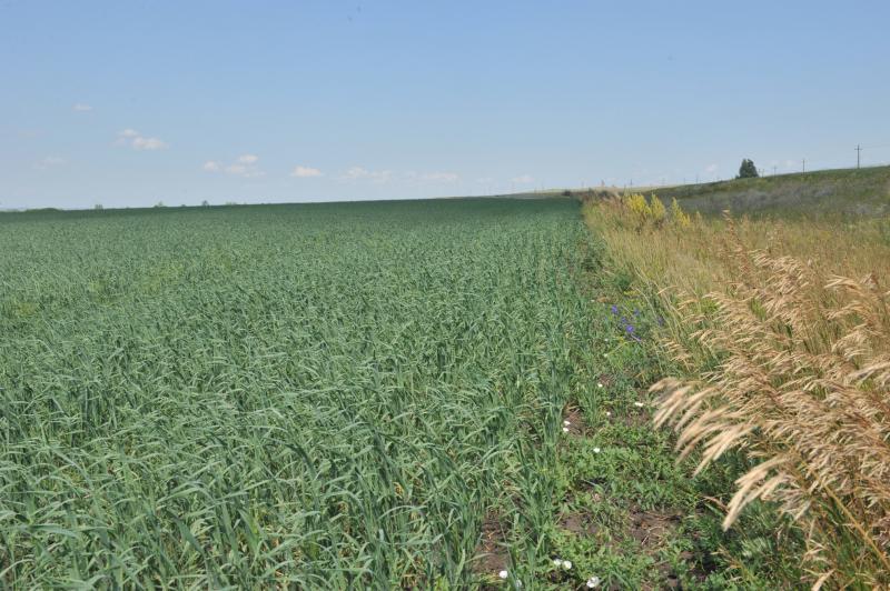 Тяжелая печать натурализма и смакование ужасов голода: к 135-летию со дня рождения Александра Неверова