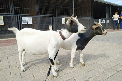 21 августа самарцев приглашают отметить День козы