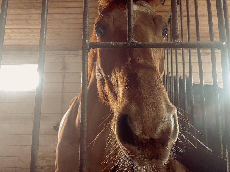Тренера по конному спорту из Самары заподозрили в издевательствах над лошадьми