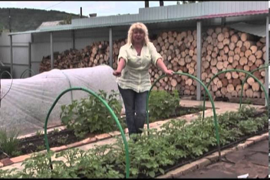 Дачные советы 06.06.2013 