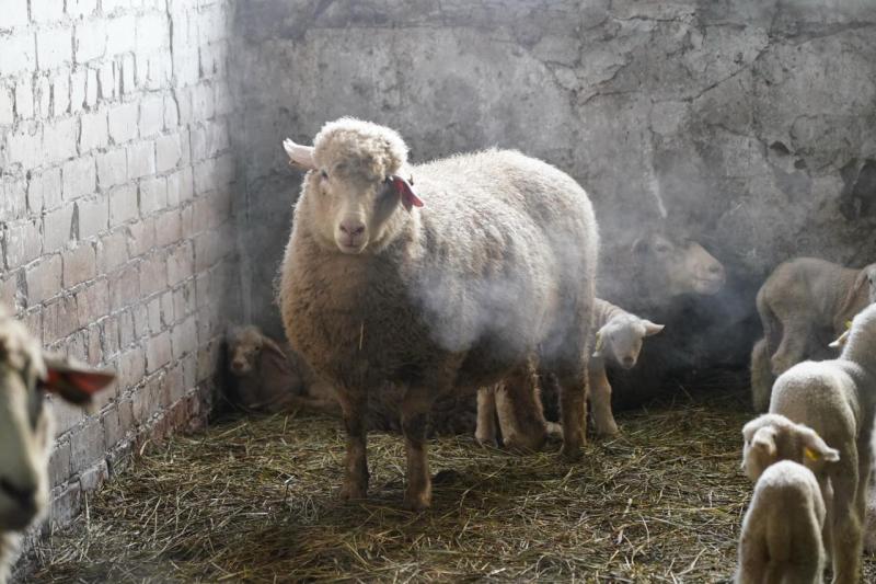 Поддержка для овцеводов: как в Самарской области разводят племенных овец и производят молоко