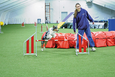 В Самарской области прошел чемпионат региона по кинологическому спорту
