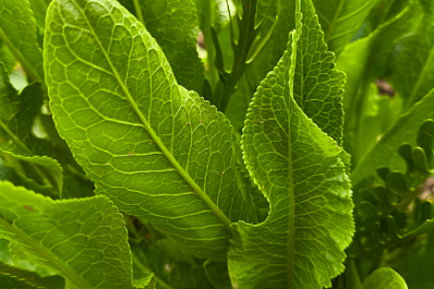 Эксперты: хрен заменяет целую аптечку