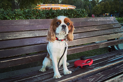  В Самарской области пропала собака с медальоном на шее