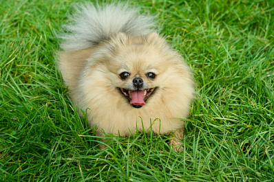 Украли, пока спала на лавочке: пьяная женщина чуть не потеряла собаку дочери