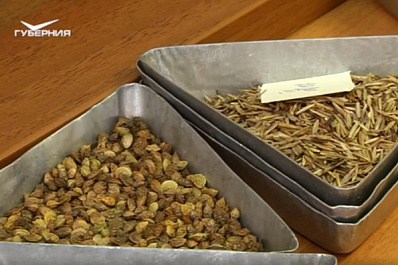 Как в Самарской области проверяют качество посевного материала?