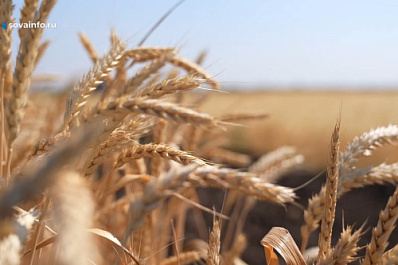 На агрополигоне в Приволжском районе убирают озимую пшеницу