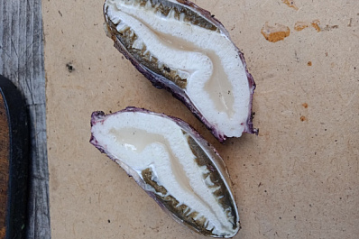 В Самарской области женщина на дачном участке обнаружила странный гриб