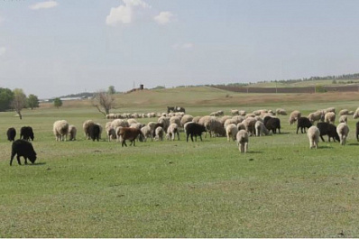 В Самарской области поддерживают альтернативное животноводство