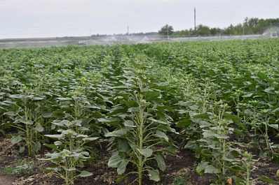 Самарская молодежь строит будущее АПК