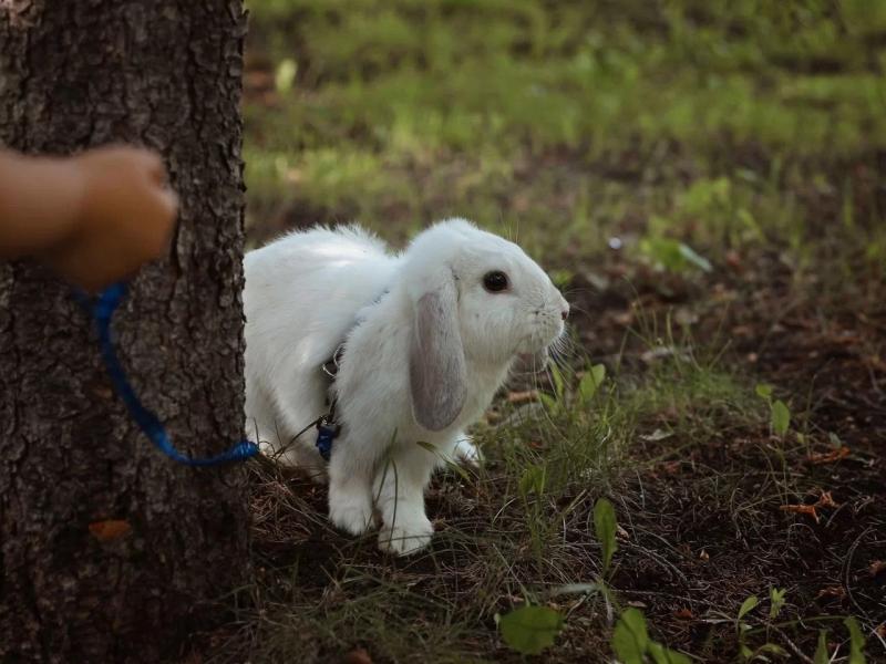 "Кролик на час": в Самаре в преддверии Нового года набирает обороты новая услуга