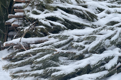 Стало известно, как в Тольятти используют сданные в утиль новогодние елки