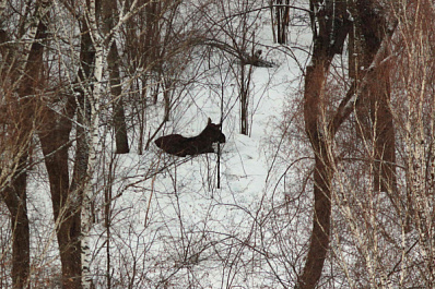 В нацпарке "Самарская Лука" опровергли информацию о массовой гибели лосей