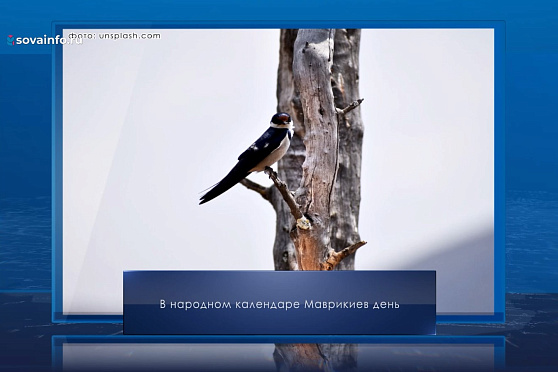 Маврикиев день. Календарь Губернии от 7 марта