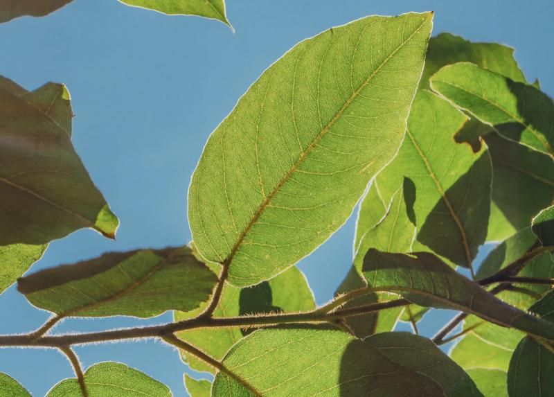 Опрос: россияне стали отмечать улучшение экологии