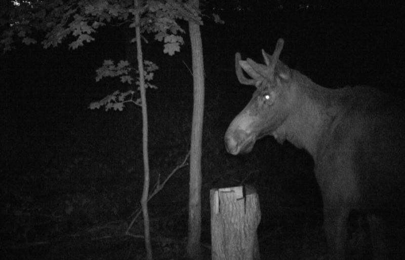 В Самарской области фотоловушка запечатлела несколько лосей с маленькими рожками