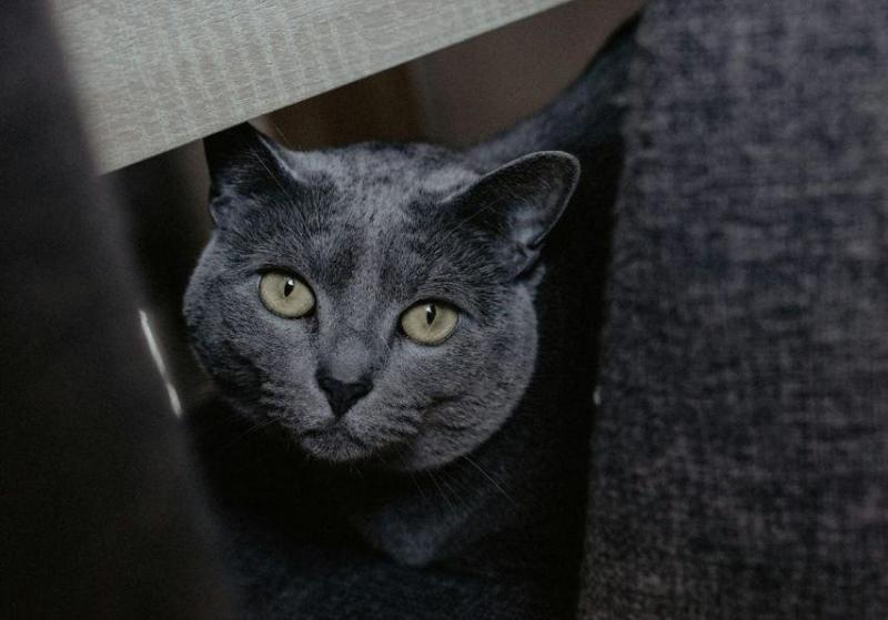 Горе-хозяева забыли в автобусе кота в переноске