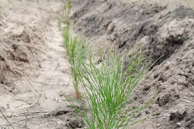 В 2021 году в Тольятти высадили более 100 гектаров леса