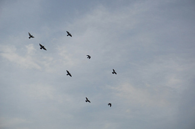 В "Самарской Луке" вырастили и выпустили в дикую природу слетка вяхиря