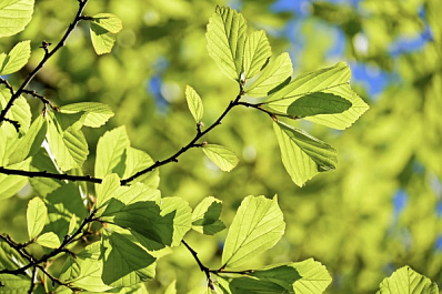 В Самарской области потеплеет до +17 градусов