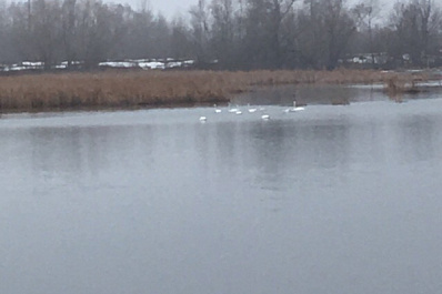 Житель Сызрани заснял на видео первых лебедей
