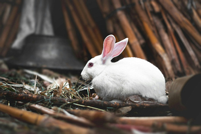 Испуганный белый кролик привлёк внимание прохожих