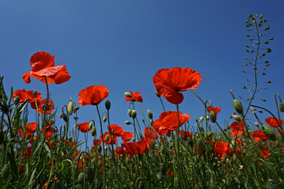 Синоптики дали прогноз погоды на июнь 2021 в Самарской области