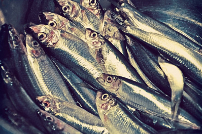 Росрыболовство проверит информацию о массовой гибели рыб у Климовки