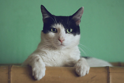 В Тольятти продают кота за 2,7 миллиона рублей