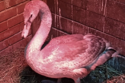 Не Самара, а курорт: как краснокнижные птицы загорают в волжском солярии