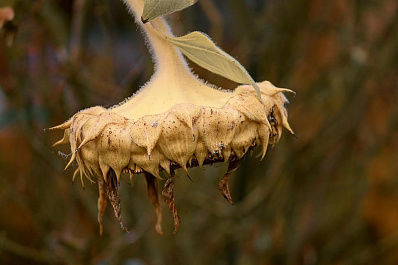 В Самарскую область попытались ввести подсолнечник из зараженной зоны