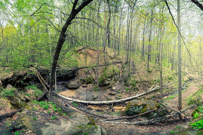 В Самарской области от вредителей обработали 12 тысяч гектаров леса