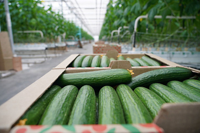 Чемпионом мира по огуречному хрусту стал египтянин