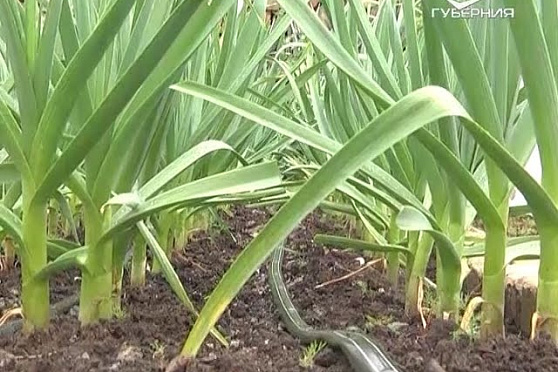 Дачные советы 19.05.2016