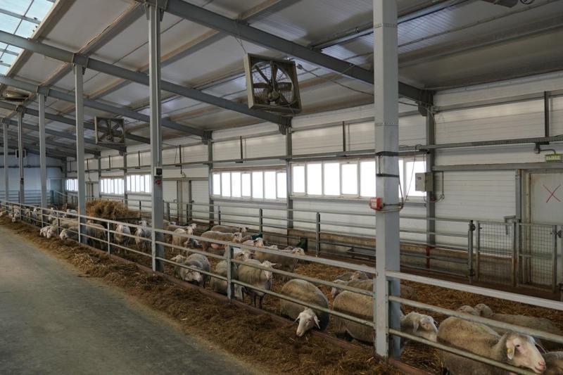 Поддержка для овцеводов: как в Самарской области разводят племенных овец и производят молоко