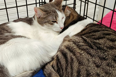 Двух котов подбросили к воротам приюта